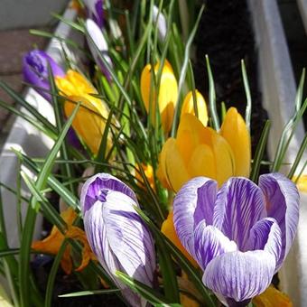 Crocus 'Grandiflora'