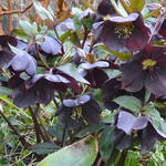 Helleborus x hybridus 'Black Beauty' - Nieskruid