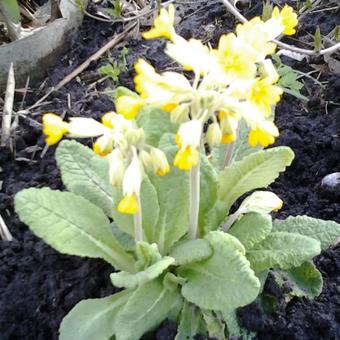 Primula veris 'Cabrillo Dark Yellow Compact'