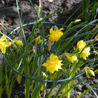 Narcissus x odorus 'Plenus'