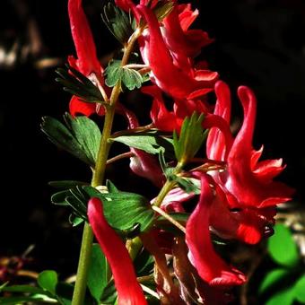 Corydalis solida 'George P. Baker'