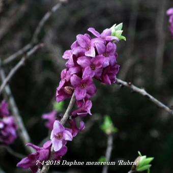 Daphne mezereum 'Rubra'