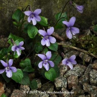 Viola reichenbachiana