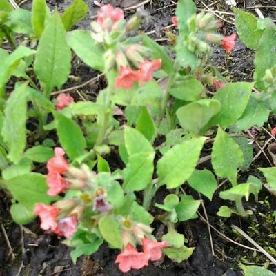 Longkruid - Pulmonaria rubra