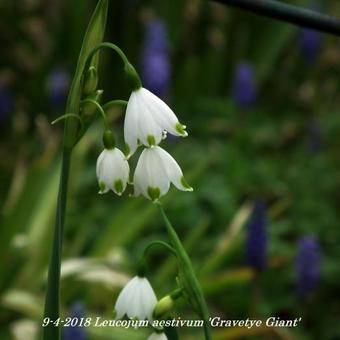 Leucojum aestivum 'Gravetye Giant'