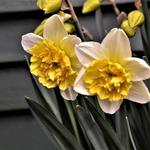 Narcissus 'Full House' - Dubbele narcis