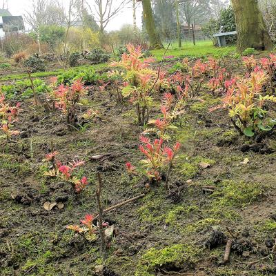 Lijsterbesspirea - Sorbaria sorbifolia 'Sem'