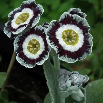 Primula auricula 'Alois'