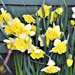 Narcissus 'Full House' - Dubbele narcis