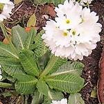 Primula denticulata 'Alba' - Kogelprimula / bolprimula