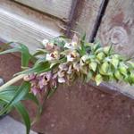 Epipactis helleborine - Brede wespenorchis