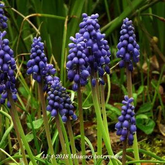 Muscari botryoides