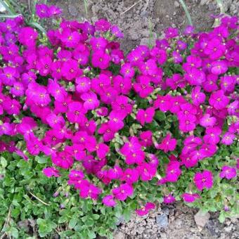 Aubrieta 'Bressingham Red'