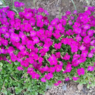 Randjesbloem - Aubrieta 'Bressingham Red'