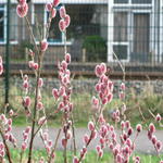 Salix gracilistyla 'Mount Aso' - Wilg