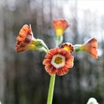 Primula auricula 'Blush Baby' - Sleutelbloem