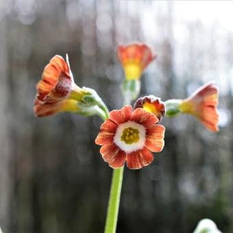 Primula auricula 'Blush Baby'