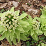 Petasites japonicus - Japans hoefblad