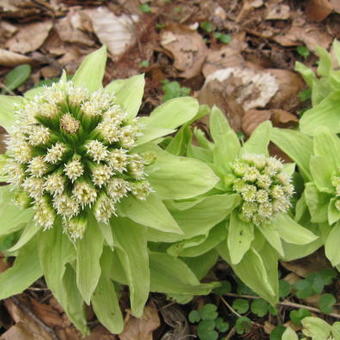 Petasites japonicus