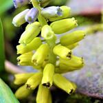 Muscari macrocarpum 'Golden Fragrance' - Gele druifjes