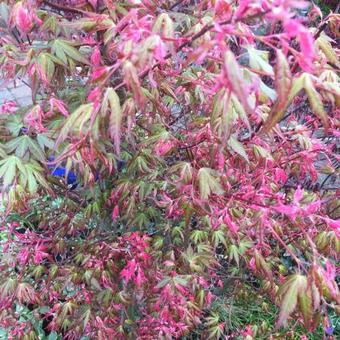 Acer palmatum 'Oridono nishiki'