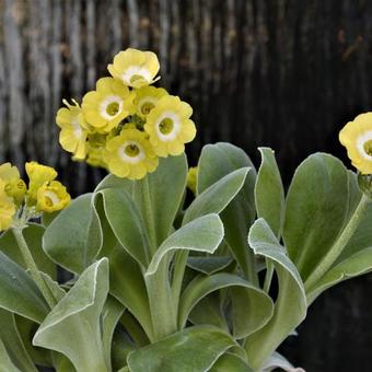 Primula auricula 'Hinton Fields'