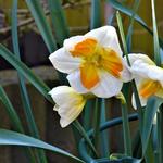 Narcissus 'Tricollet' - Narcis, Spleetkronige narcis