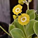 Primula auricula 'Lucy Locket' - Sleutelbloem