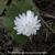 Sanguinaria canadensis 'Multiplex'