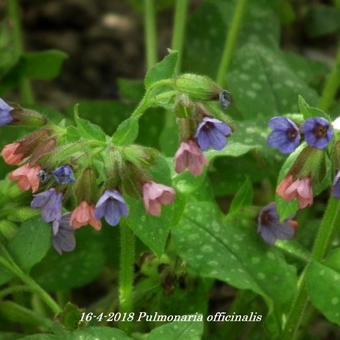 Pulmonaria officinalis