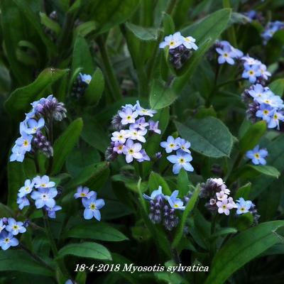 Bos-vergeet-mij-nietje - Myosotis sylvatica