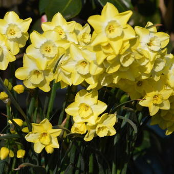 Narcissus 'Regeneration'