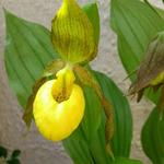 Cypripedium parviflorum - Venusschoentje