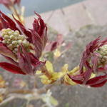 Aesculus pavia var. discolor 'Koehnei' - Dwergpaardekastanje