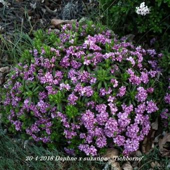 Daphne x susannae ‘Tichborne’