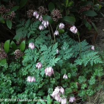 Dicentra formosa