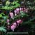 Lamprocapnos spectabilis