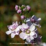 Cardamine pratensis 'Flore Pleno' - Pinksterbloem, Schuimkruid