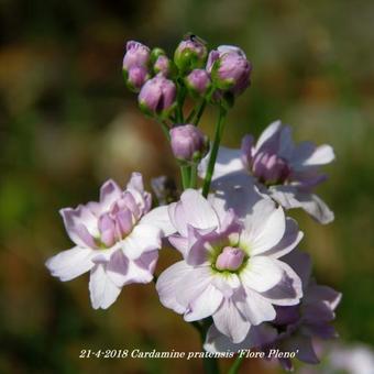 Cardamine pratensis 'Flore Pleno'