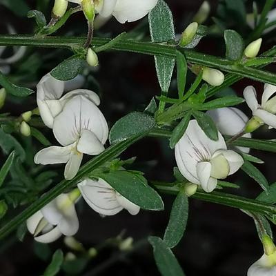 Brem - Cytisus x praecox 'Albus'