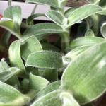 Tradescantia sillamontana - Tradescantia