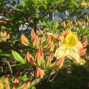 Rhododendron 'Lapwing'