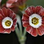 Primula auricula 'Blush Baby' - Sleutelbloem