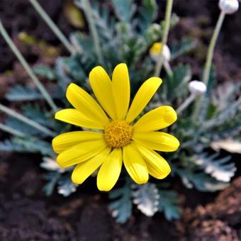 Argyranthemum frutescens