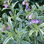 Erysimum linifolium 'Variegatum Peach' - Bonte steenraket