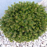 Picea abies ‘Van Bemmel’s Dwarf’  - Fijnspar