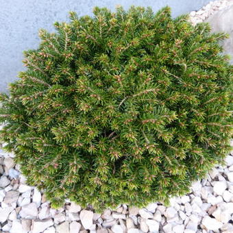 Picea abies ‘Van Bemmel’s Dwarf’