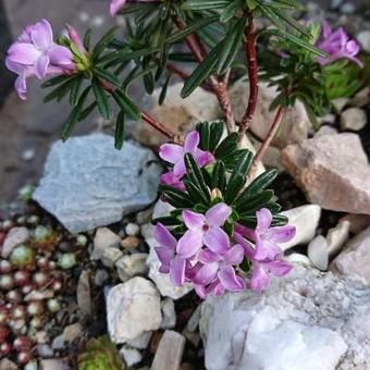 Daphne x hendersonii 'Ernst Hauser'