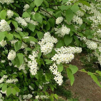 Gewone vogelkers, Europese vogelkers - Prunus padus