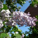 Syringa vulgaris (lila) - Sering